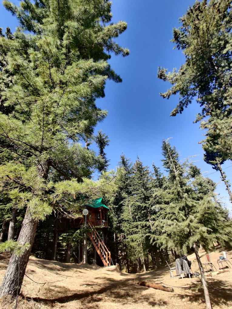 Majestic Treehouse-image-3