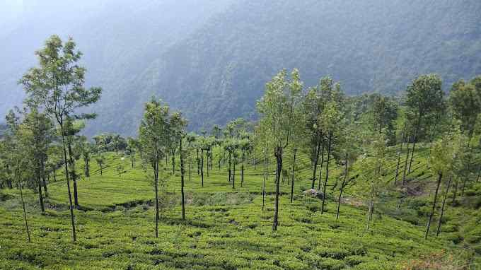 Tea Plantation Escape-image-1