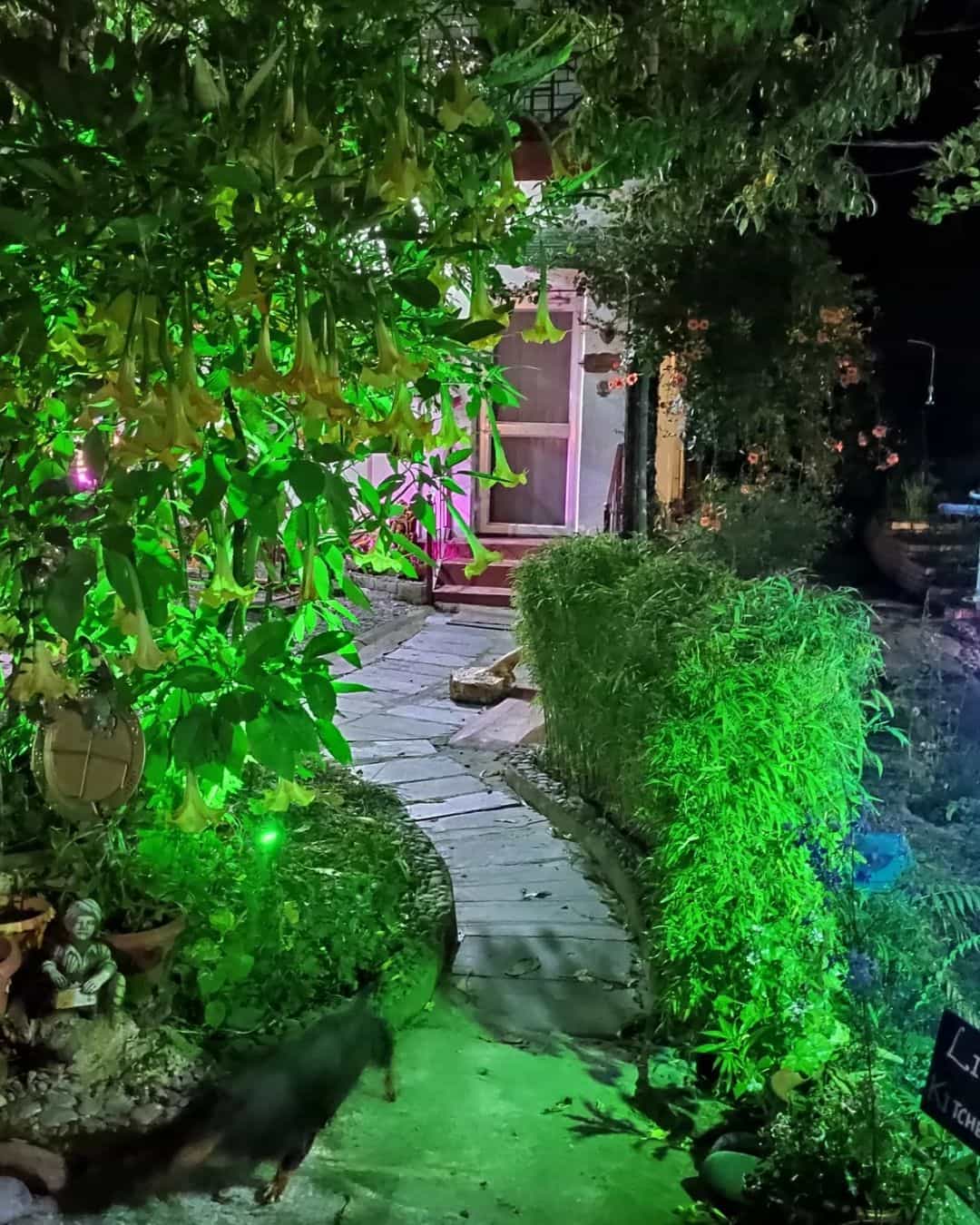 Tranquil Jamwal Residence-image-3