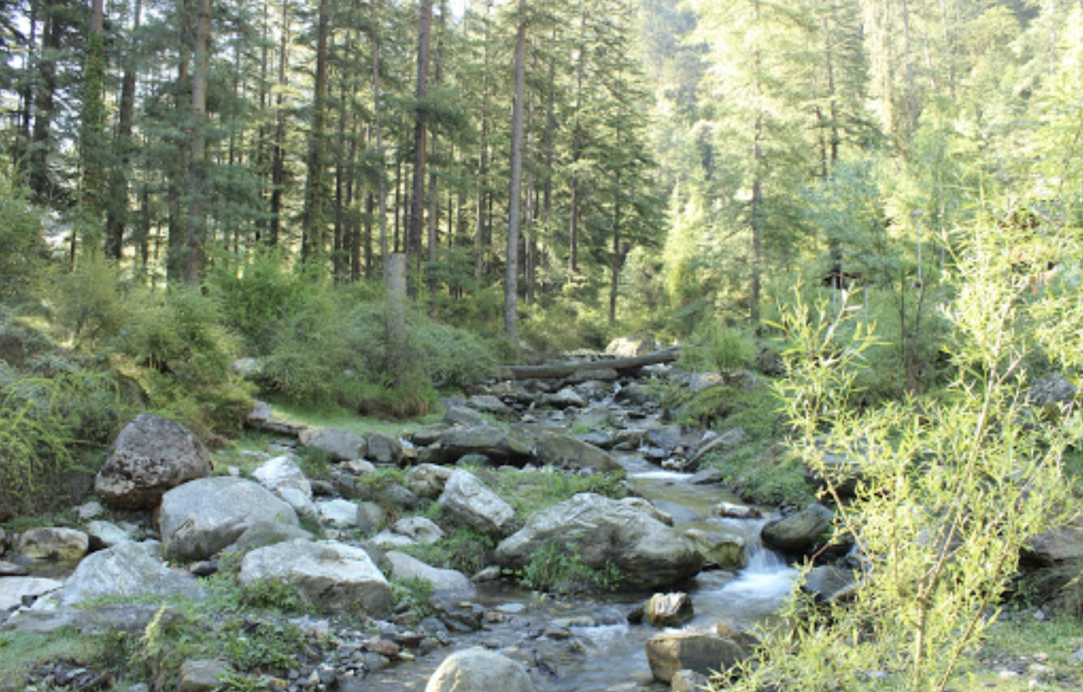 Jibhi Paradise Stay-image-2