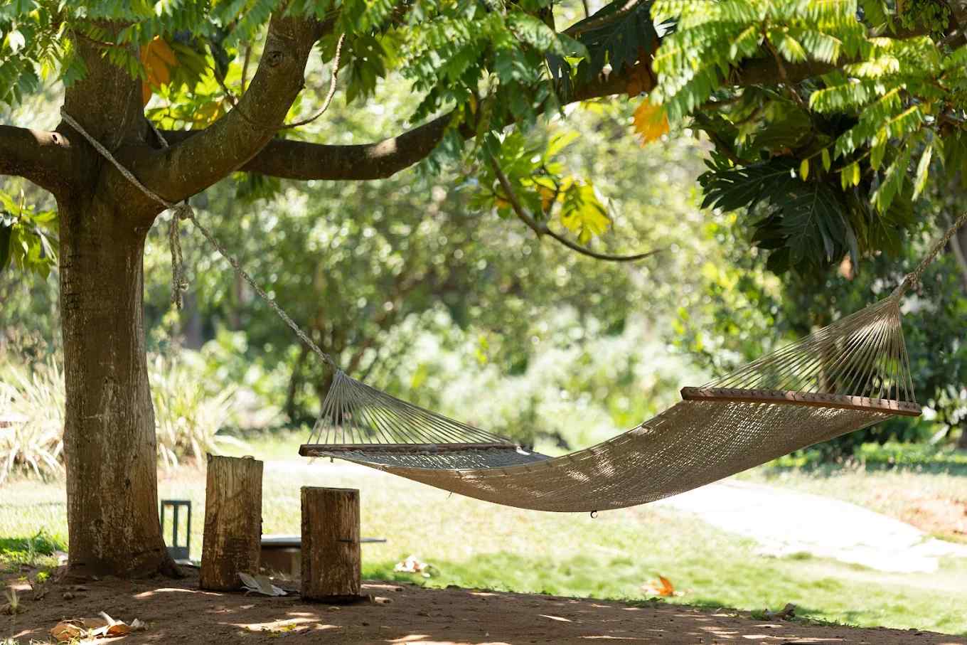 Forest Luxury Escape-image-3