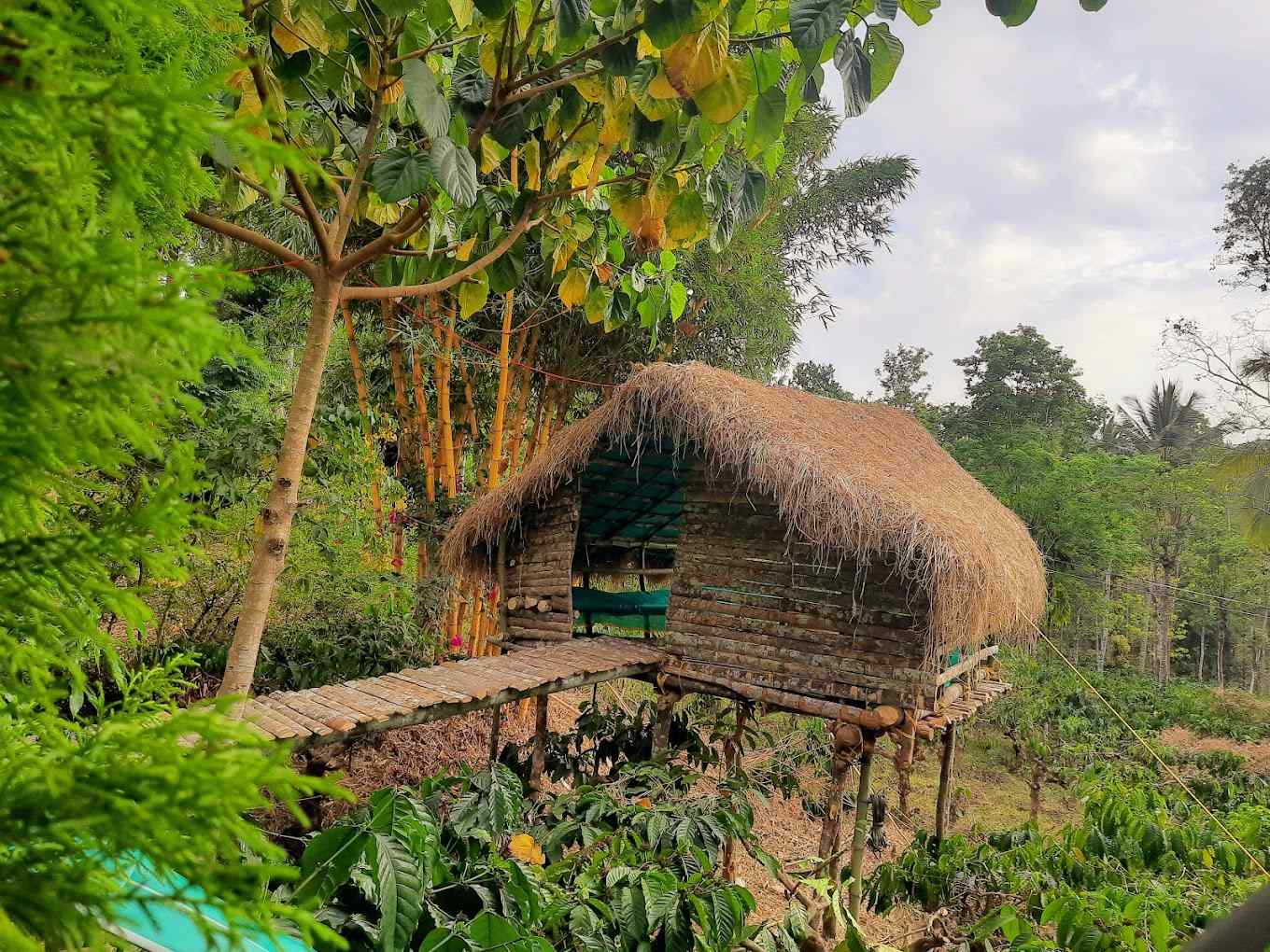 Wild Forest Cabin-image-3