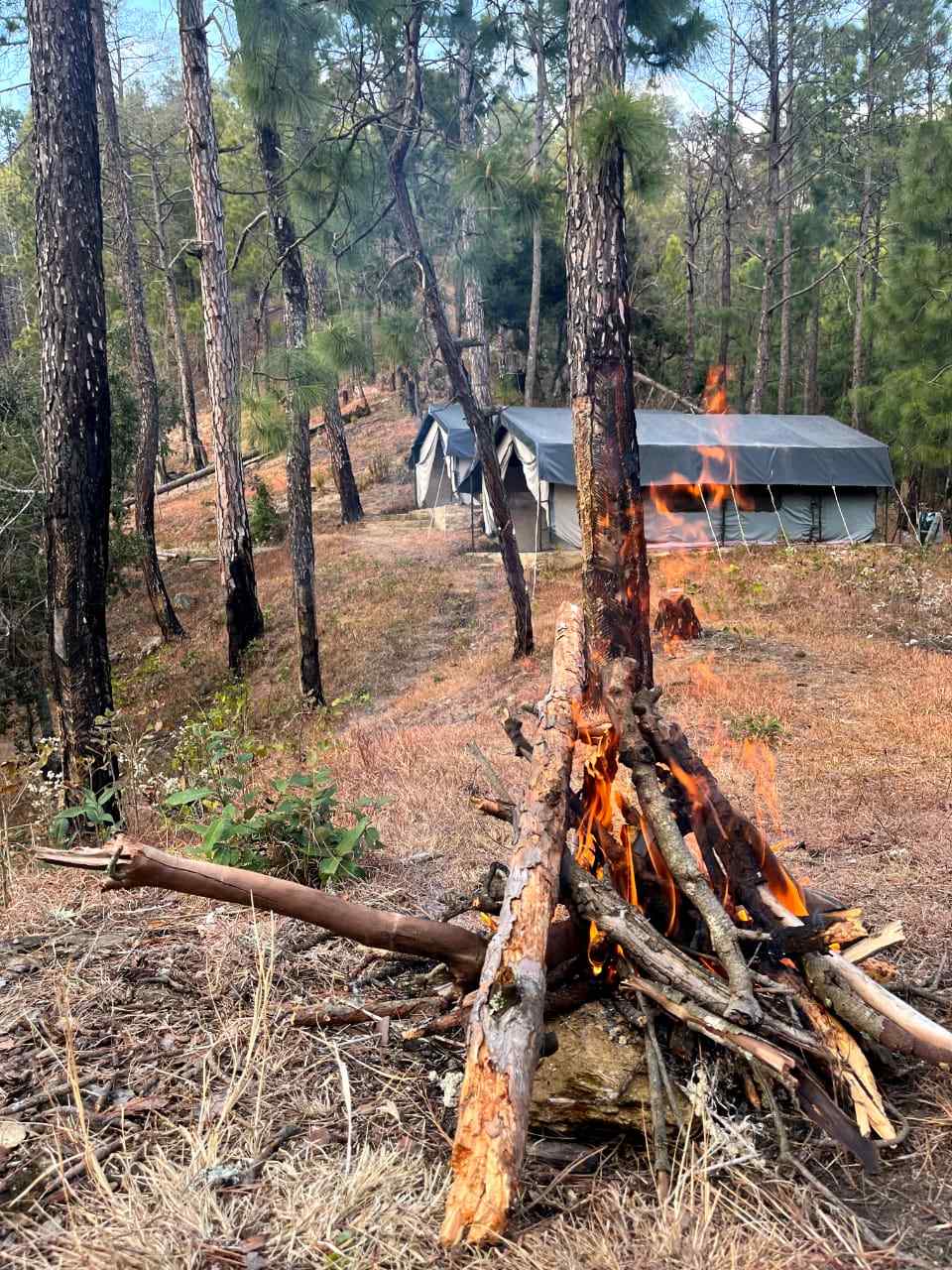 Woodland Glamp-image-2