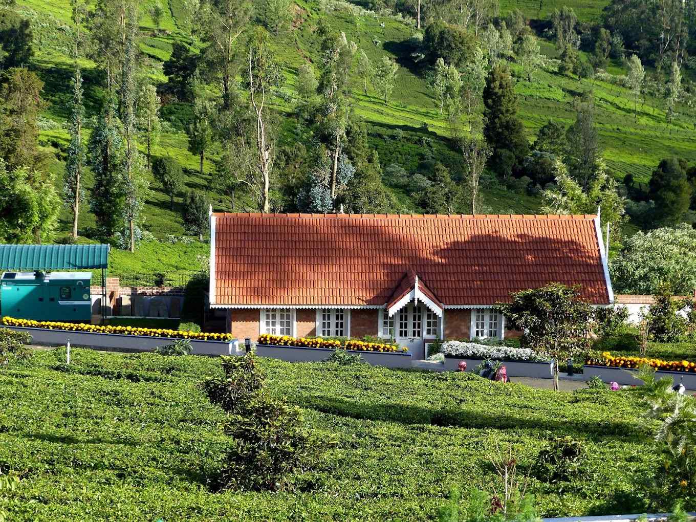 Redwood Estate, Ooty Tamil Nadu | video