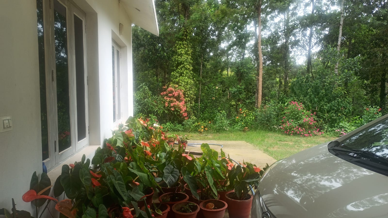 The Jungle House-image-2