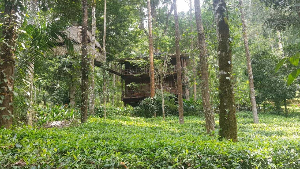 Forest Tree House-image-1