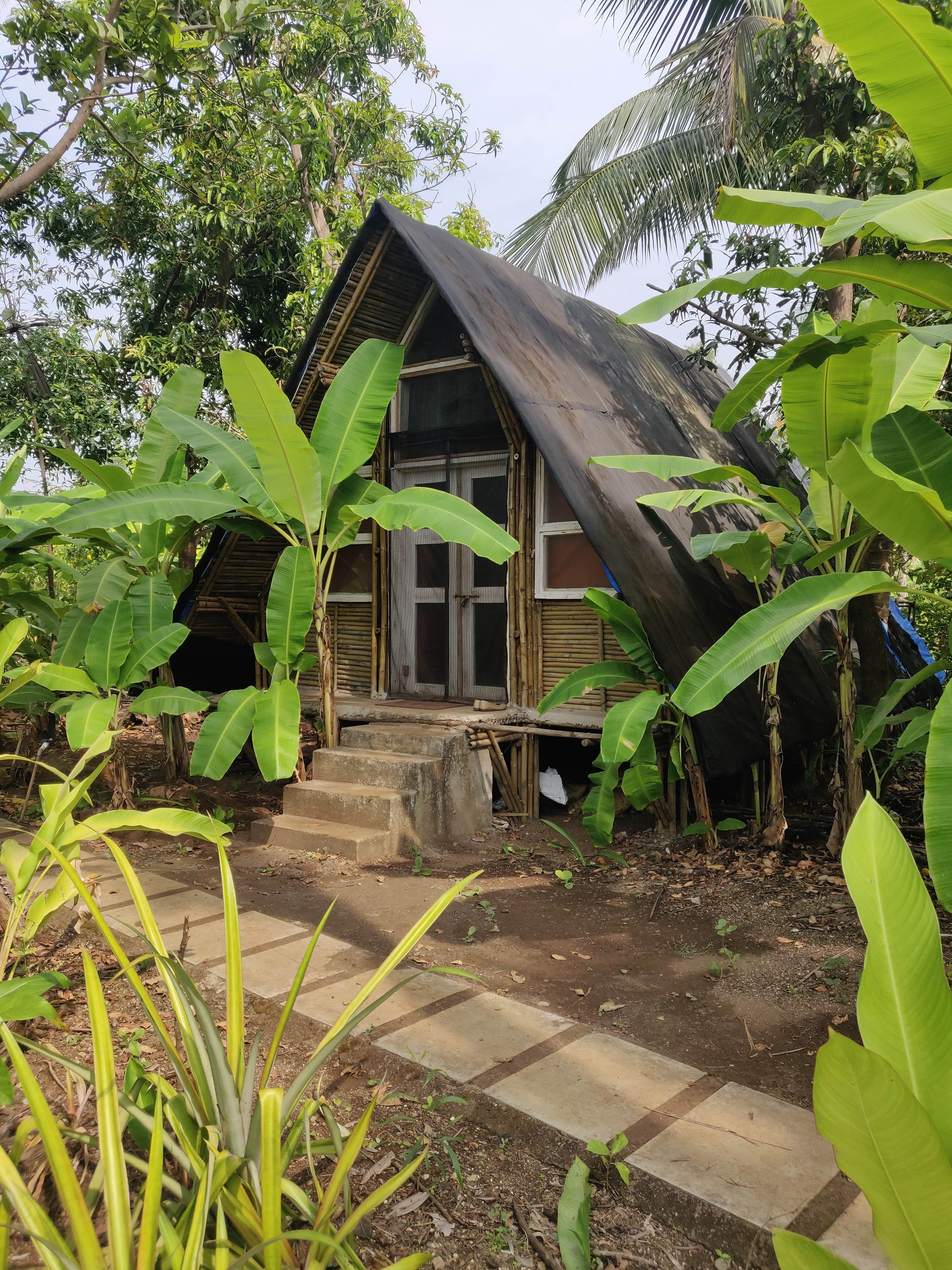 The Hidden Tree-image-2