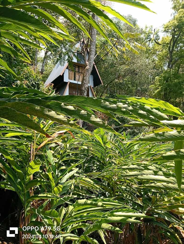 Treehouse Experience in Forest-image-3