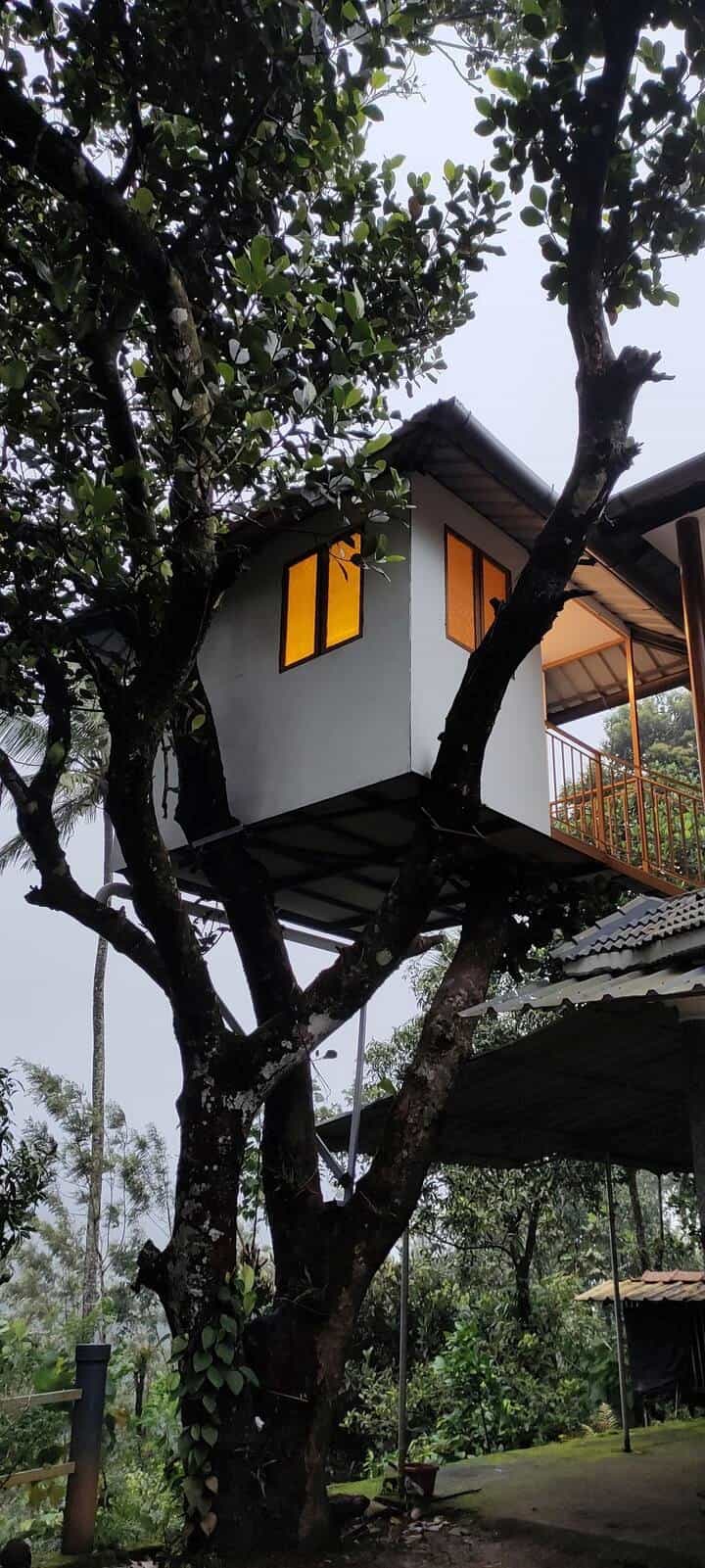 Pepper Estate, Kuttikanam Kerala | video